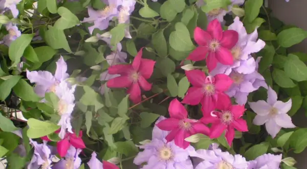 Kwitnące pnącze clematis arabella w odcieniach różu i fioletu, z zielonymi liśćmi.