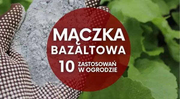 Ręka w rękawicy trzyma szarą mączkę bazaltową. Czerwone koło z napisem "Mączka bazaltowa. 10 zastosowań w ogrodzie" na tle zielonych liści.