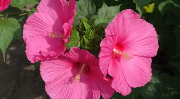 Trzy duże, różowe kwiaty hibiskusa bagiennego kwitną bujnie. Ich uprawa jest satysfakcjonująca.