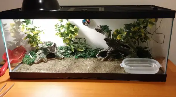 Pusty, urządzony terrarium z roślinnością, korzeniami i miseczką na wodę.