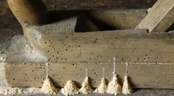 Pialla in legno infestata da tarli, con piccoli cumuli di segatura che indicano la loro presenza.