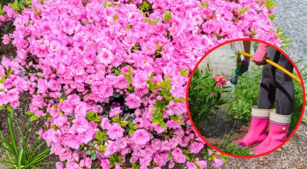 Kiedy sadzić azalię japońską? Krzew obficie kwitnie na różowo. W okręgu widać podlewanie.
