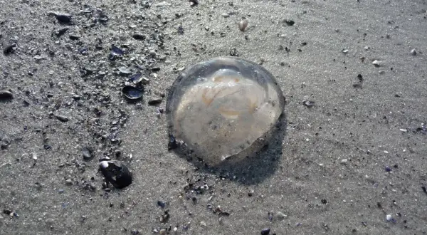 Meduza na piaszczystej plaży, otoczona muszelkami.