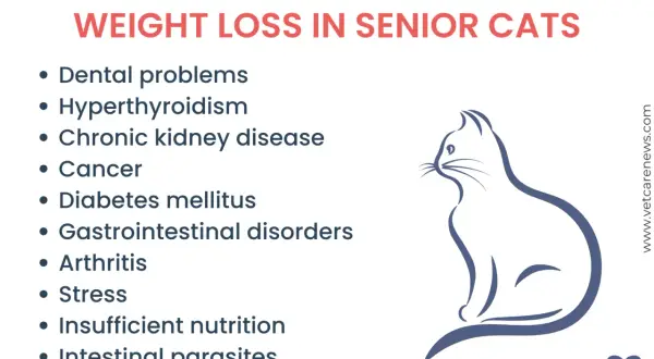 Causes of cat losing weight: dental issues, hyperthyroidism, kidney disease, cancer, diabetes, GI disorders, arthritis, stress, poor nutrition, parasites.