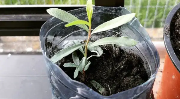Una giovane talea in acqua, con piccole foglie verdi, cresce in un contenitore riciclato.