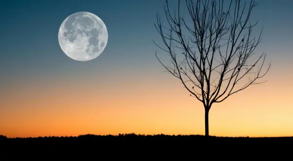Silueta de árbol sin hojas bajo una luna llena, evocando el **luna creciente significado espiritual** de nuevos comienzos y crecimiento.
