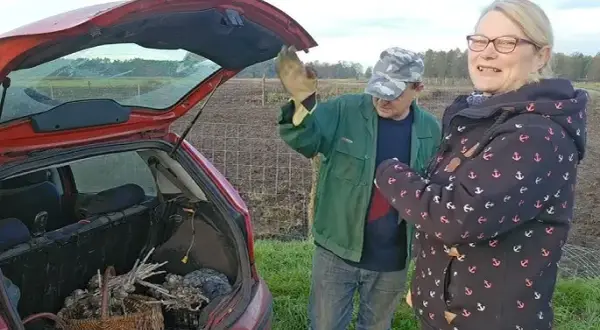Kiedy sadzić cebulę i czosnek, aby uniknąć błędów w ogrodzie