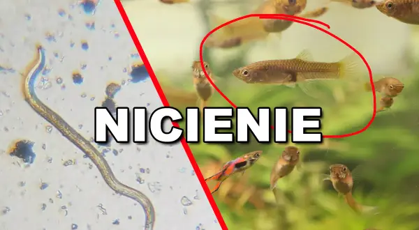 Nicienie w akwarium: mikroskopijny pasożyt obok zdrowych rybek gupik.