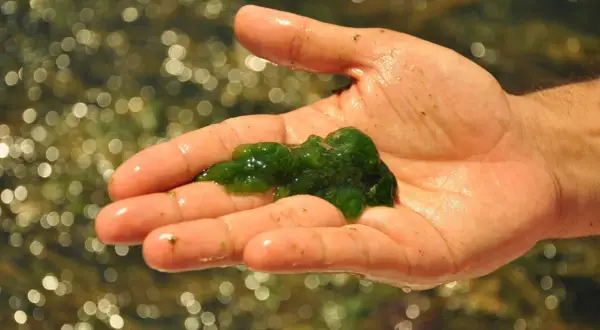 Main d'une personne tenant une masse gélatineuse verte, du plancton algue, sur un fond flou de reflets lumineux dans l'eau.