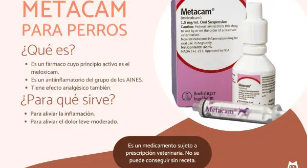 Metacam para perros, con meloxicam, alivia inflamación y dolor. No se consigue meloxicam perros sin receta.