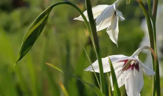 Czy mieczyki można sadzić w doniczkach? Oto, co musisz wiedzieć
