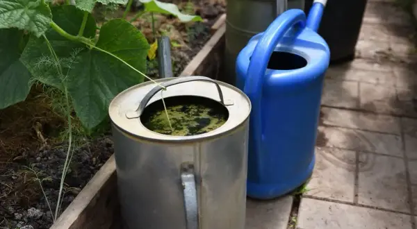 Metalowy kanister z zieloną wodą, przypominającą gnojówkę z trawy, obok niebieskiej konewki.