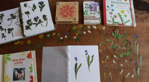 Trockenblumen und ein Buch zum **Herbarium anlegen** liegen bereit. Kleine Blüten und Blätter warten darauf, in ein Buch geklebt zu werden.
