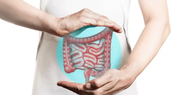 Mani proteggono un'illustrazione dell'intestino, suggerendo che i diverticoli possono sparire con le giuste cure.