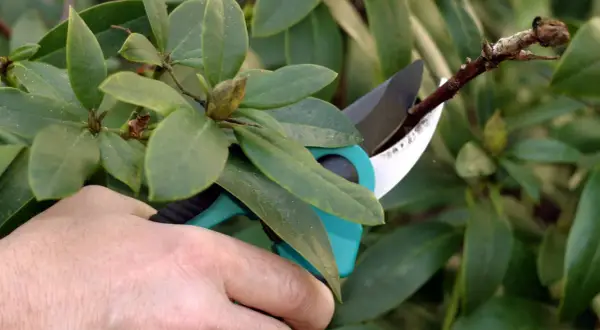 Hand hält Gartenschere, um einen Ast zu schneiden. Achtung: Rhododendron schneiden verboten!