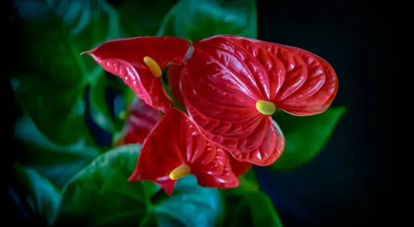 Tres anthuriums rojos vibrantes, flores de interior resistentes, con hojas verdes oscuras y un fondo negro.