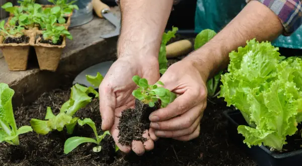 Mani che piantano piantine in terra fertile. Un esempio pratico su come fare l'orto biologico, con lattughe rigogliose pronte per essere raccolte.