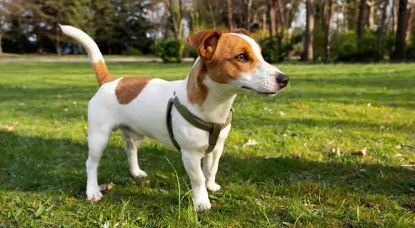 Jack Russell Terrier w zielonym szelkach na trawie, ciekawy świata. Ile żyje jack russell terrier? Zwykle 12-14 lat, ale przy dobrej opiece nawet dłużej!