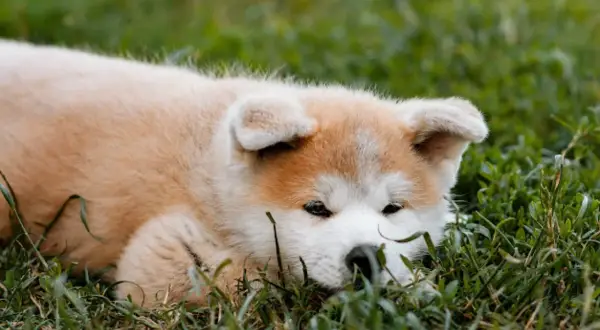 Uroczy szczeniak rasy akita inu a vendre ile de france odpoczywa na trawie.