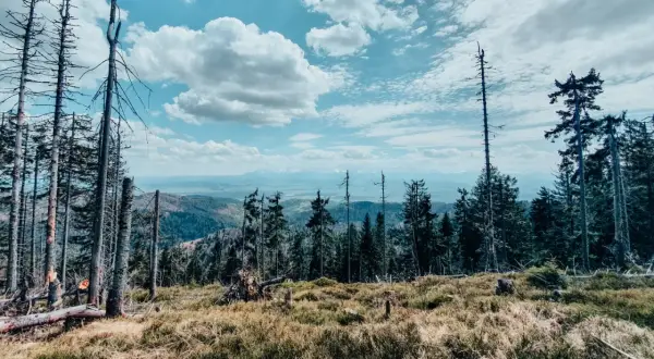 Widok z Turbacza na Koninki. Surowe piękno górskiego krajobrazu, z uschniętymi drzewami i rozległą panoramą w tle.
