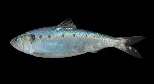 Ein glänzender, silbrig-blauer Fisch mit dunklen Flecken auf dem Rücken, der auf schwarzem Hintergrund liegt. Ein finte Fisch, bereit für die Reise.