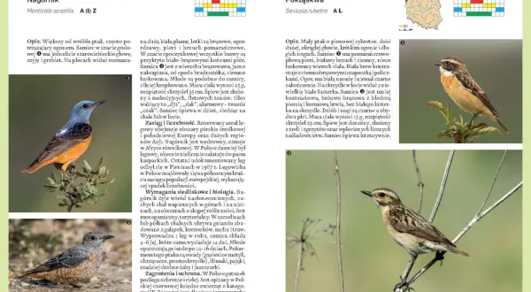 Nagórnik i pokląskwa – dwa gatunki ptaków. Nagórnik ma pomarańczowy brzuch, pokląskwa beżową pierś.