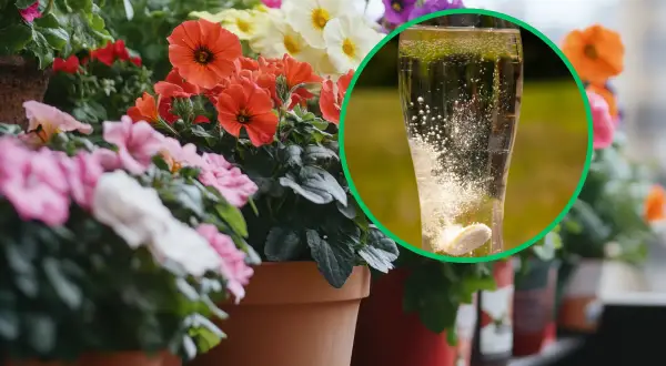 Jakie nawozy są najlepsze dla begonii? Odkryj skuteczne rozwiązania