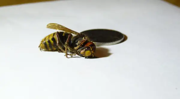 En död bålgeting drottning ligger på vitt papper bredvid ett mynt.