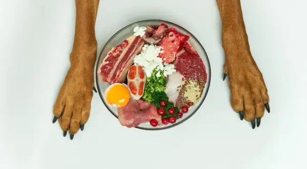 Łapy psa nad miską pełną składników na zdrową dietę: surowe mięso, ryba, jajko, ser biały, brokuły, żurawina i nasiona.