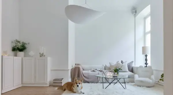 Ein Corgi liegt auf einem flauschigen, weißen Teppich in einem hellen Wohnzimmer. Die Wände und Möbel sind in der Farbe weiß gehalten.