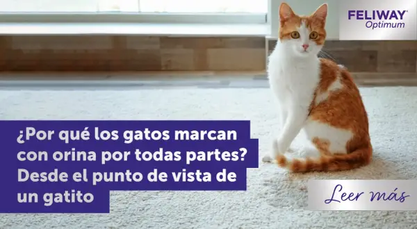 Gato naranja y blanco sentado en alfombra. El texto pregunta por qué las gatas marcan territorio con orina.