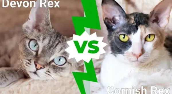 Cornish Rex vs Devon Rex: Kluczowe różnice, które musisz znać