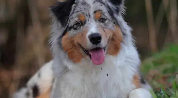 Ein Australian Shepherd mit seinem charakteristischen Fellmuster, der an seine Herkunft erinnert.