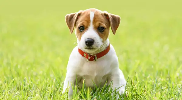 En söt Jack Russell-valp med röd halsband sitter i gräset. Vilket gulligt djur!