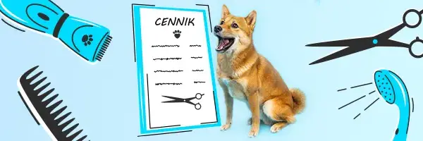 Ile kosztuje fryzjer dla psa? Sprawdź ceny i co wpływa na koszty