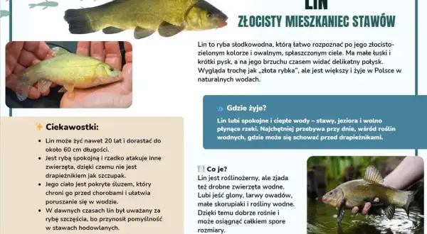 Złocisty lin, mieszkaniec zarośniętego stawu, w dłoniach wędkarza.