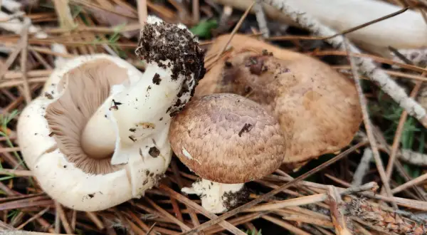 Hongos y setas recién recolectados, con tierra adherida a sus tallos, descansan entre agujas de pino y ramas secas.