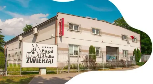 Jak wygląda hotel dla psów? Odkryj komfort i bezpieczeństwo dla pupila