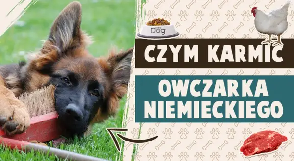 Ile powinien jeść 4 miesięczny owczarek niemiecki, aby zdrowo rosnąć?