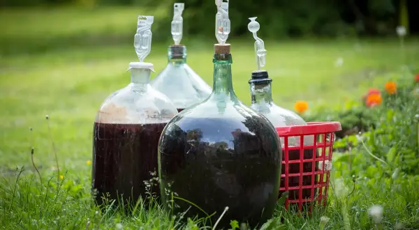 Kilka balonów z ciemnym płynem, gotowych na domowe wino z jagód. Fermentacja w toku, widać rurki fermentacyjne.