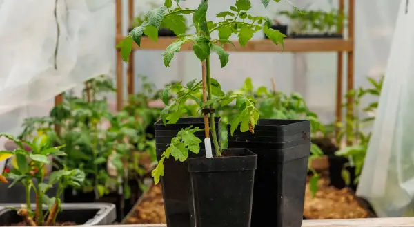 Tomatplantor växer i svarta, fyrkantiga krukor i ett växthus. Bakom syns fler plantor och hyllor.