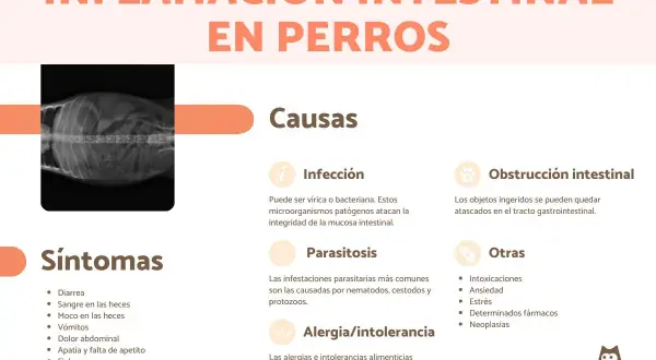 Radiografía de un perro con inflamación intestinal. La imagen detalla causas y síntomas de IBD en perros, como diarrea, vómitos y dolor.