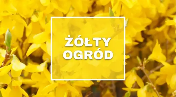 Wiosna w pełni! Krzewy obsypane żółtymi kwiatami tworzą "Żółty Ogród", zapraszając do podziwiania piękna natury.