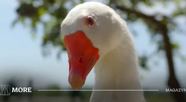 Gęś Pipa: Jak viral z TikToka stworzył pluszowy fenomen?