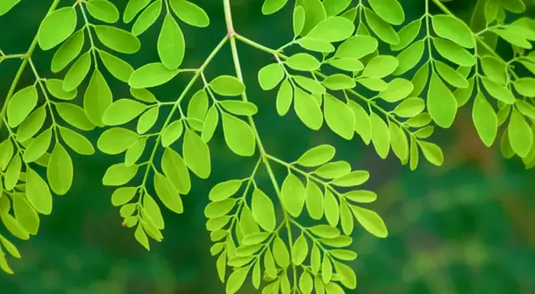 Gałązki moringi z licznymi, jasnozielonymi listkami. To właśnie moringa co to za roślina, która słynie ze swoich prozdrowotnych właściwości.
