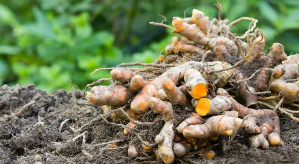 Frisch geerntete Kurkumawurzeln liegen auf der Erde. Die leuchtend orangefarbene Schnittfläche der Kurkumapflanze verrät ihr Potenzial.