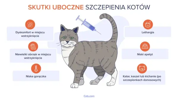 Ilustracja przedstawia kota po szczepieniu, z ikonami opisującymi skutki uboczne: dyskomfort, obrzęk, gorączka, apatia, brak apetytu, katar.