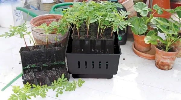 Små plantor i svarta odlingskuber, redo att planteras ut. En stor odlingslåda med flera plantor i, en annan med synliga rötter. En "rootmaster" för en lyckad start.
