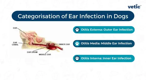 Diagram showing the ear anatomy and the three types of dog ear infections: Otitis Externa (outer), Otitis Media (middle), and Otitis Interna (inner).