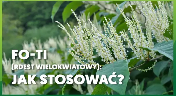Rdest wielokwiatowy (Fo-Ti) – jak stosować? Kwitnące pędy rośliny na tle zieleni.